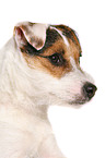 Jack Russell Terrier Portrait