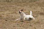 Jack Russell Terrier