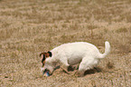 playing Jack Russell Terrier