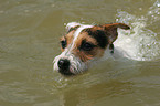 swimming Jack Russell Terrier