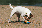 Jack Russell Terrier with toy