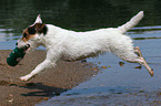 playing Jack Russell Terrier