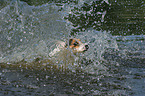 splashing Jack Russell Terrier