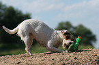 Jack Russell Terrier with toy