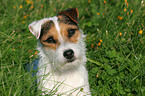 Jack Russell Terrier Portrait