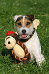 Jack Russell Terrier with toy