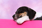 Jack Russell Terrier Puppy