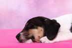 Jack Russell Terrier Puppy