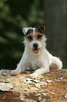 lying Jack Russell Terrier