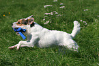 playing Jack Russell Terrier