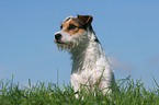 sitting Jack Russell Terrier