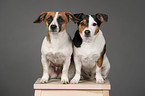 2 Jack Russell Terriers