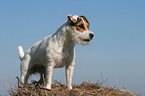standing Jack Russell Terrier