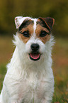 Jack Russell Terrier Portrait