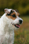 Jack Russell Terrier Portrait