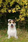 sitting Jack Russell Terrier