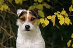 Jack Russell Terrier Portrait