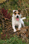 lying Jack Russell Terrier