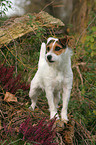 standing Jack Russell Terrier