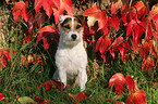 sitting Jack Russell Terrier