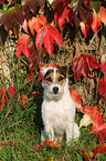 sitting Jack Russell Terrier