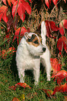 standing Jack Russell Terrier