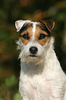 Jack Russell Terrier Portrait