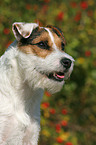 Jack Russell Terrier Portrait