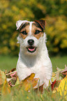 sitting Jack Russell Terrier