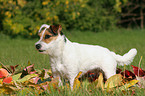 standing Jack Russell Terrier