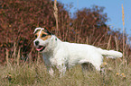 standing Jack Russell Terrier