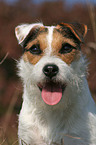 Jack Russell Terrier Portrait