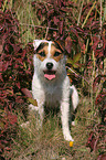 sitting Jack Russell Terrier