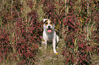 sitting Jack Russell Terrier