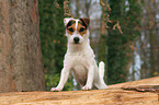 Jack Russell Terrier in the woods