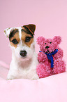 Jack Russell Terrier with teddy