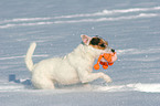 playing Jack Russell Terrier