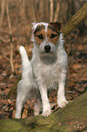 standing Jack Russell Terrier