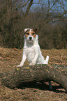 standing Jack Russell Terrier