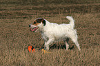 standing Jack Russell Terrier