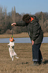 playing Jack Russell Terrier