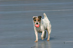 playing Jack Russell Terrier