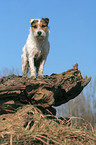 standing Jack Russell Terrier