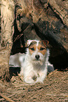 lying Jack Russell Terrier