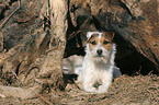 lying Jack Russell Terrier