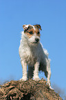 standing Jack Russell Terrier