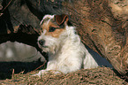 lying Jack Russell Terrier