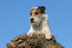 lying Jack Russell Terrier