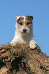 lying Jack Russell Terrier