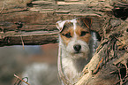 Jack Russell Terrier Portrait